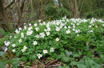Anemone nemorosa B. Toussaint