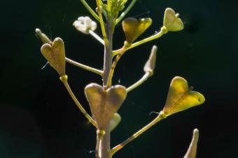 capsella bursa-pastoris