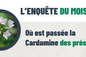 « L’enquête du mois : Où est passée la Cardamine des prés »