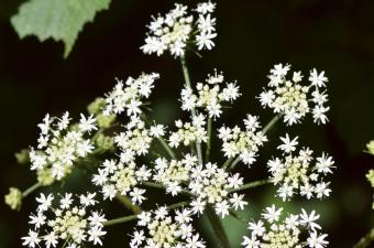 Heracleum sphondylium