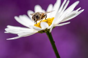 pâquerette et syrphe BLONDEL