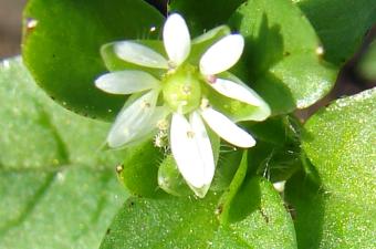 Stellaire intermédiaire