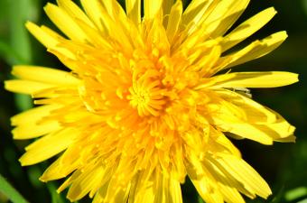 Pissenlit E. Florent-Giard