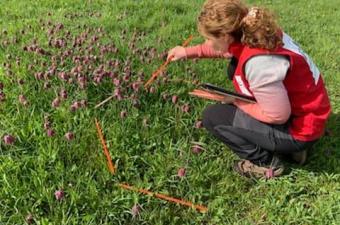 Des nouvelles des fritillaires de la vallée de Lys (Nord)