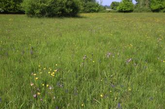 Séries de végétations de l’Aisne : un joyau naturel à préserver