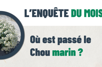  « L’enquête du mois : Où est passé le Chou marin ? » 