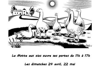 Balades botaniques à la Ferme de la motte aux oies (Nord)