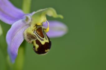 "Pissenlits, ronces et orchidées" au Cinéma Gérard Philipe de Roncq (Nord)