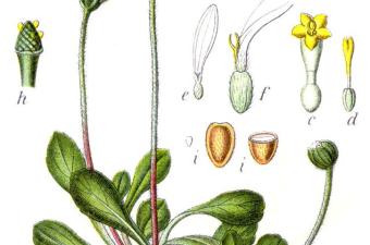 Promenade végétale en ville (Bailleul, Nord)