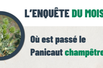 « L’enquête du mois : Où est passé le Panicaut champêtre ? » 