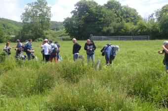 Prospection de la flore des prairies humides de Saint-Jean-de-Folleville (76)