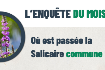 L'enquête du mois : "Où est passée la Salicaire commune ?"
