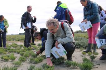 Publication des fiches pédagogiques sur les "Plantes et végétations des estuaires"