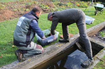 Culture expérimentale de Trèfle d'eau au Jardin conservatoire