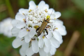 L’Ibéris intermédiaire, une plante endémique de la vallée de la Seine normande