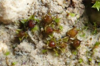 Deux nouvelles mousses pour les Hauts-de-France