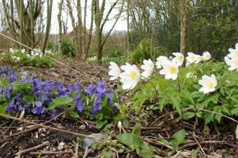 Festival de l'Oiseau : sortie nature "Le réveil des plantes" (Somme)
