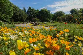 Sortie nature : "Les secrets du CBN de Bailleul"