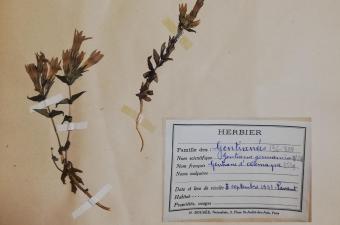 Leg de l’herbier de Pierre MATHIAS 