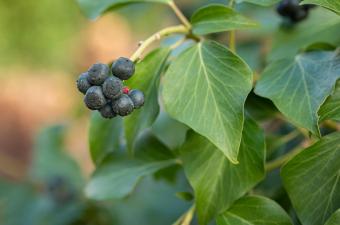 Rendez-vous nature : "Lierre, mon amour" (Nord)