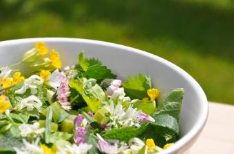 Sortie nature : « Plantes comestibles et médicinales » au Ansereuilles (Nord)