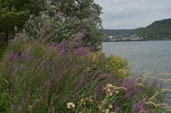 Sortie nature : "Les végétations de bord de cours d'eau" à Quesnoy-sur-Deûle (Nord)