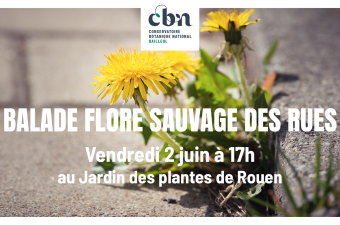 Balade "flore sauvage des rues" à Rouen