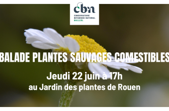 Balade "plantes sauvages comestibles" au Jardin des plantes de Rouen