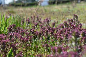 L'Eufragie à larges feuilles s'installe durablement à Cayeux-sur-Mer