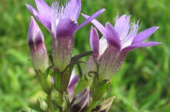 À la recherche de la Gentiane d’Allemagne à Bonnières (Oise)
