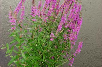 Découvrir les plantes de zones humides de Saint-Samson-la-Poterie (Oise)