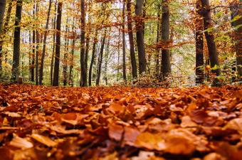 Sortie nature : "Les couleurs d’automne de la forêt domaniale de Caumont" (Oise)