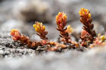  Mise à jour des Référentiels taxonomiques et des statuts régionaux et départementaux version 3.3 : plantes vasculaires et bryophytes