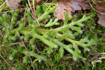 Lycopodium clavatum, présumé disparu en Haute-Normandie