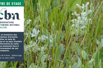 Offre de stage : "Bilan et évolution des populations d’Armoise maritime en baie de Somme et en baie d’Authie sud. Pérennité de cette espèce menacée face à l’accroissement de ses prélèvements"