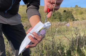 Des récoltes de graines de Molinie bleuâtre et de Succise des prés dans les marais de Long et de Daours (Somme)