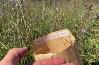 Des récoltes de graines de Sélin à feuilles de carvi dans les marais de Long et de Daours (Somme)