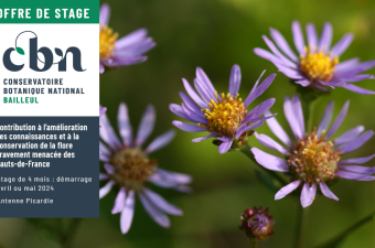 Offre de stage : "Contribution à l’amélioration des connaissances et à la conservation de la flore gravement menacée des Hauts-de-France."