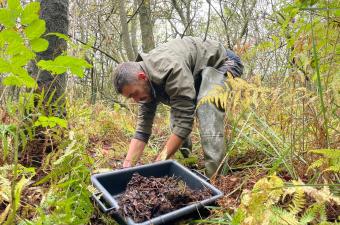 Récolte de Fougère des marais dans le cadre du Life Anthropofens