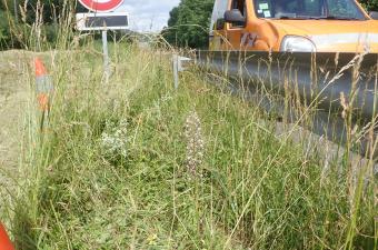 Les enjeux flore de la DIRNO