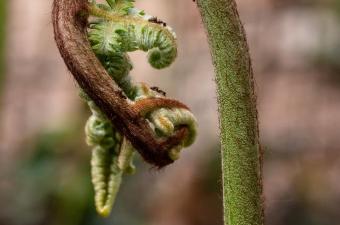 Sortie nature : "Plantes dans les starting blocks : 3, 2, 1, printemps !"