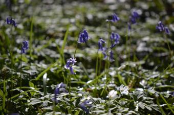 Sortie nature : "La course à la lumière" au Bois de la Noyelle (Nord)