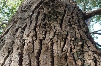 Sortie nature : « Les exploits des arbres » au Lac du héron (Nord)