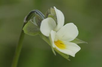  Les banques de semences des CBN contribuent à la recherche fondamentale et appliquée ! 