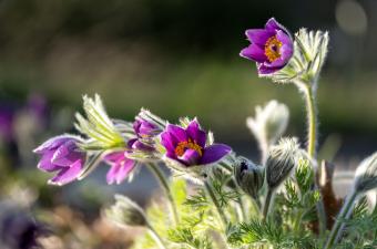  Digitale2 : mise à jour des Référentiels taxonomiques et des statuts régionaux et départementaux version 3.4 : plantes vasculaires et bryophytes