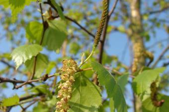Sortie nature : "Les plantes printanières reprennent du service ! Au bouleau !"