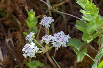 Première observation de l’Ache rampante dans la vallée de la Lys