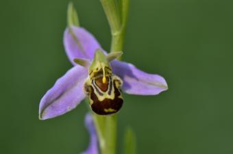 𝑷𝒍𝒂𝒊𝒅𝒐𝒚𝒆𝒓 𝒑𝒐𝒖𝒓 𝒖𝒏 𝒓𝒆𝒕𝒐𝒖𝒓 𝒅𝒆𝒔 𝒇𝒍𝒆𝒖𝒓𝒔 𝒔𝒂𝒖𝒗𝒂𝒈𝒆𝒔 à la médiathèque de Bailleul (Nord)