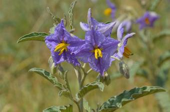 Une définition nationale des statuts d’indigénat/introduction des plantes