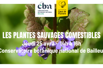Sortie nature : "Les plantes sauvages comestibles" au CBN de Bailleul 
